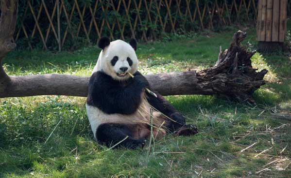 成都旅游