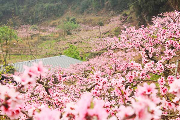 國內(nèi)旅游