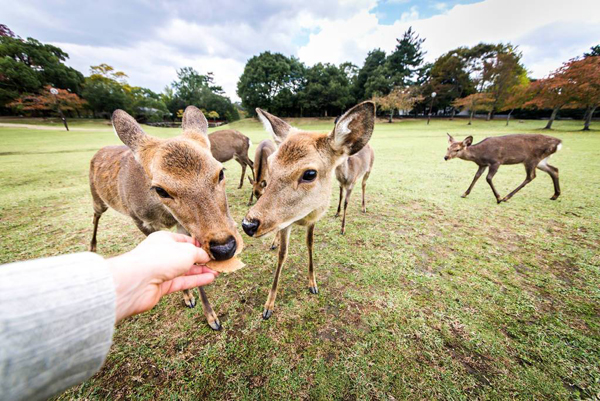 日韓旅游