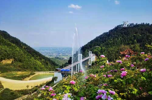 牡丹花旅游